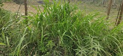 Grass-1